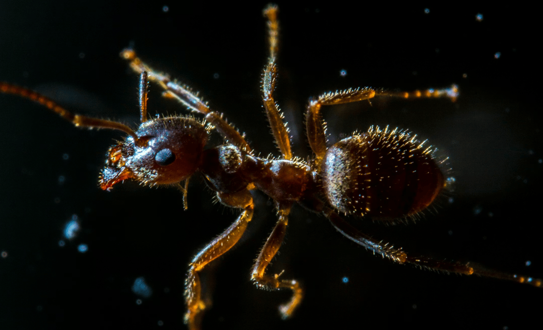 ant