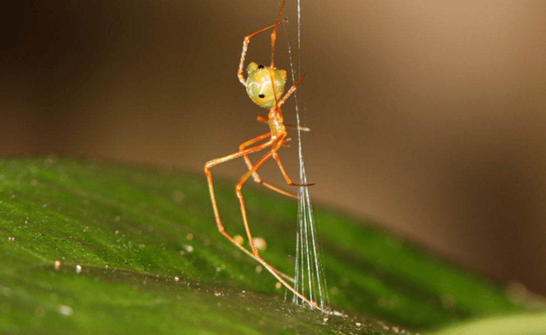 ballistaspider