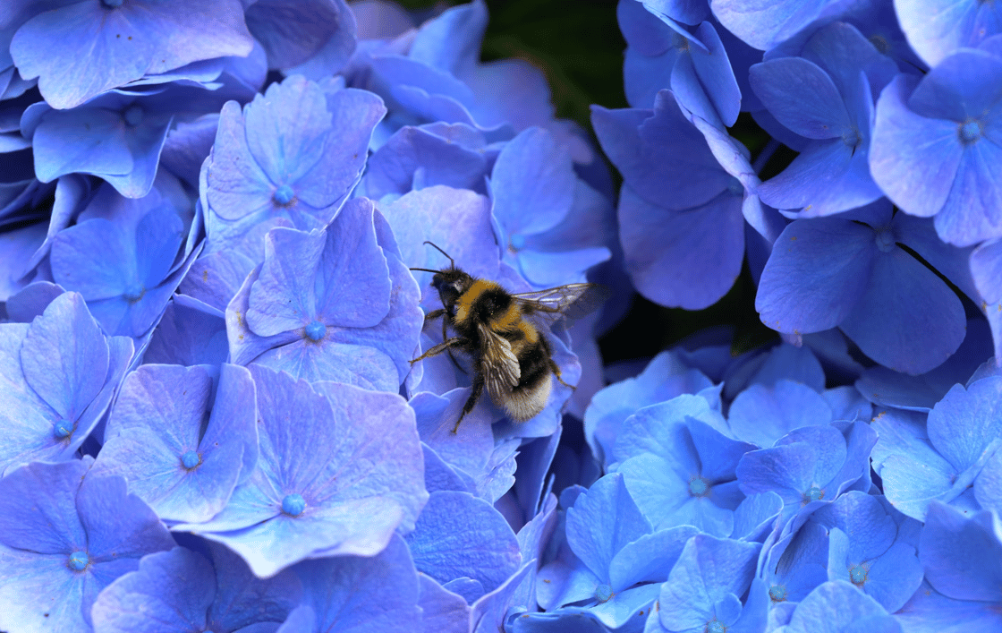 bumblebee-1
