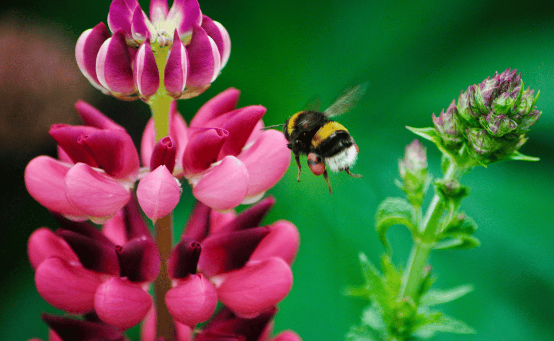 bumblebee