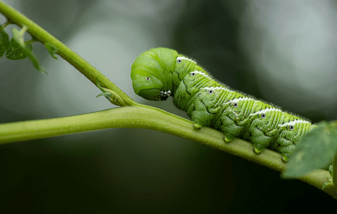 caterpillar