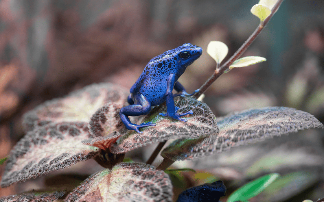 dartfrog