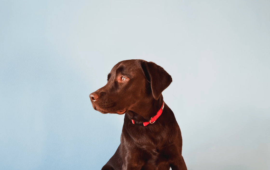 dog-1