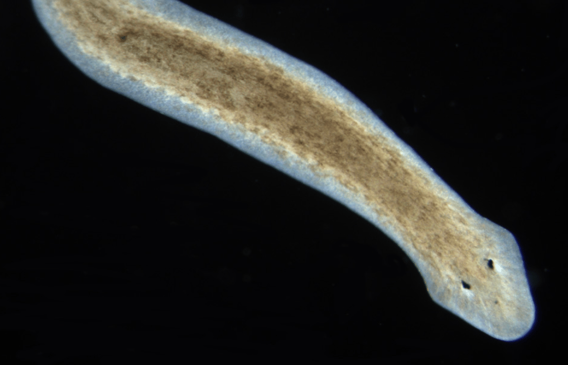 flatworm