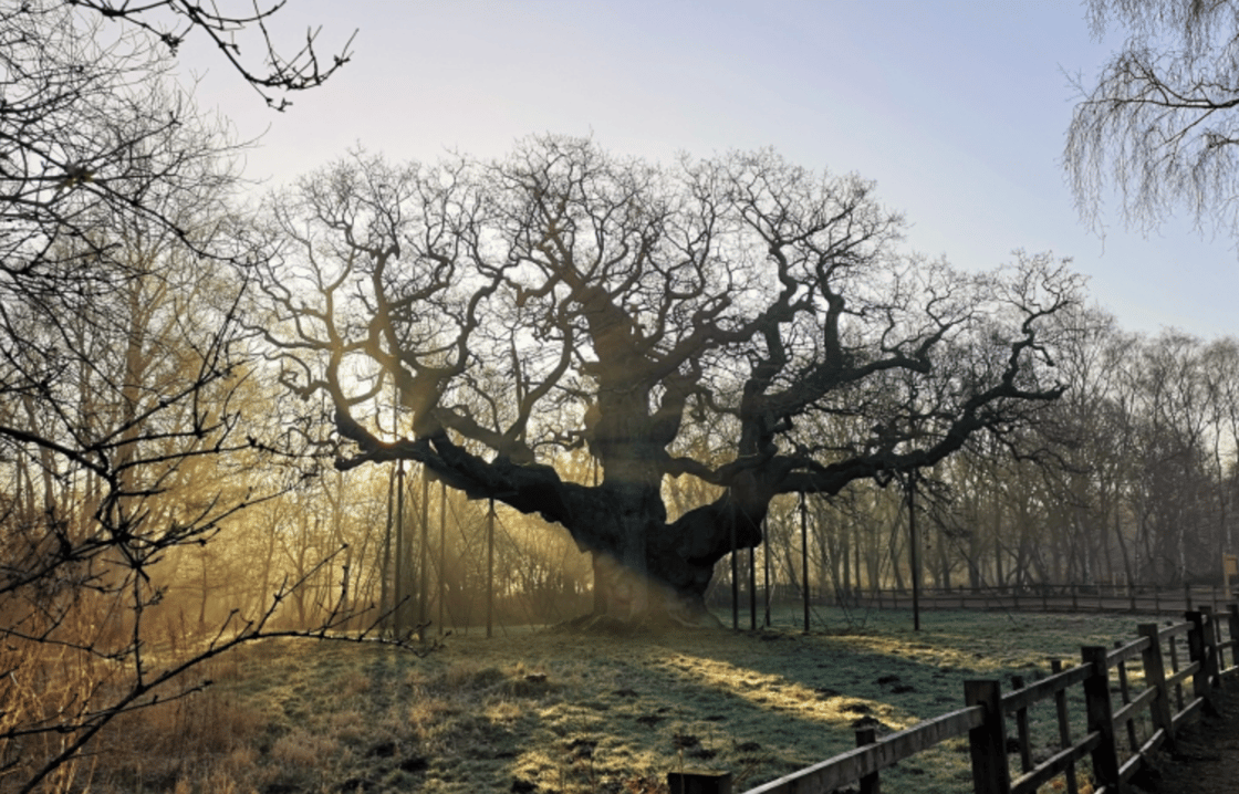 majoroak