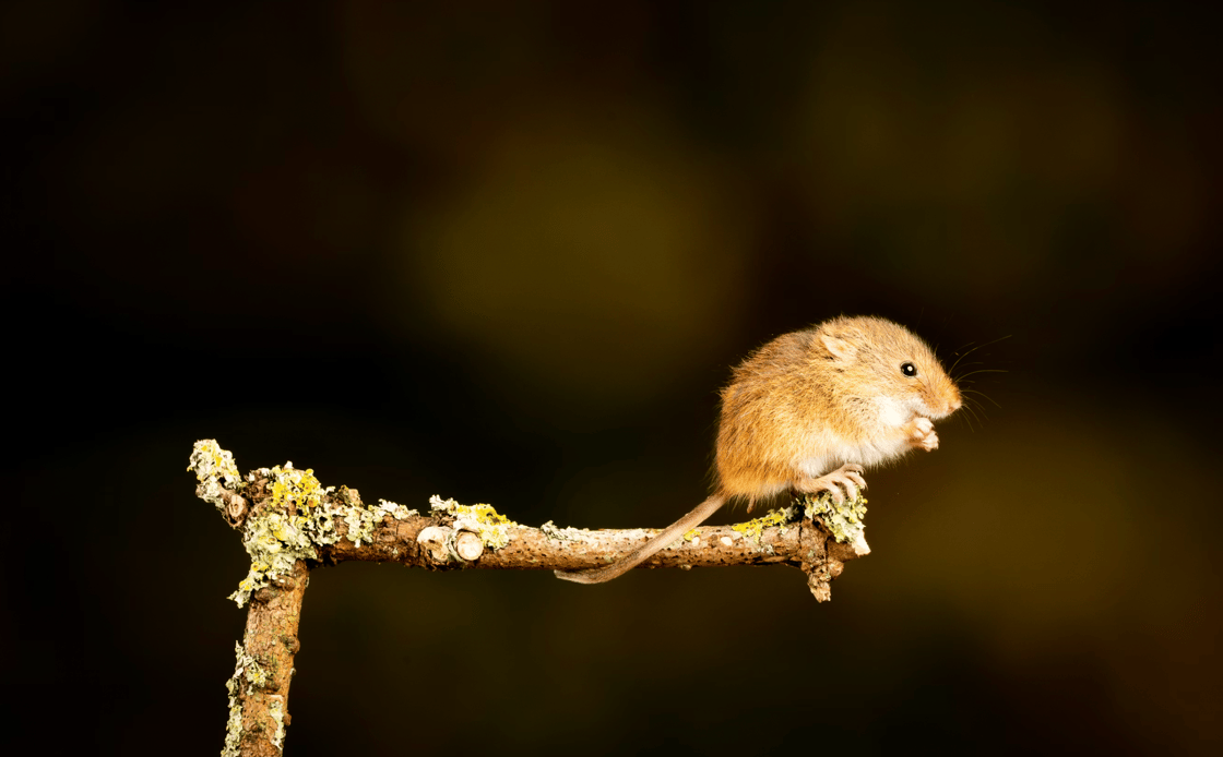 mouse