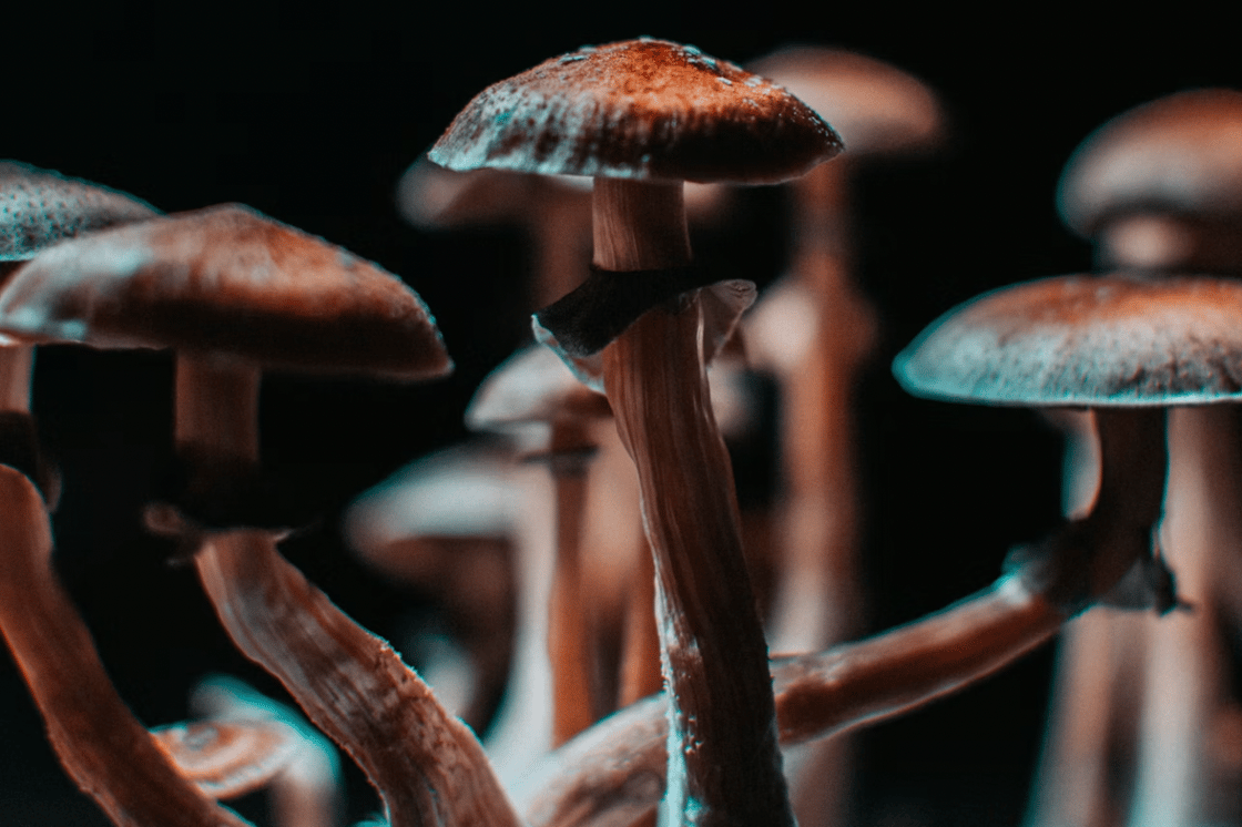 mushroom-1