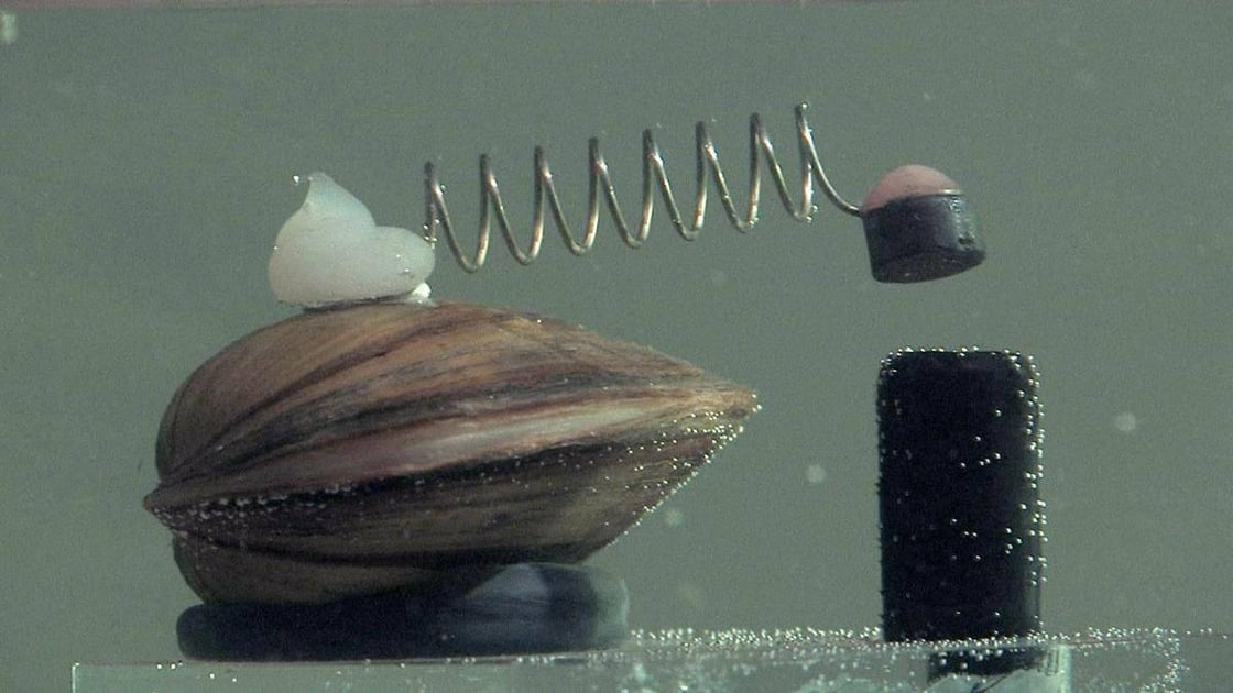 mussel