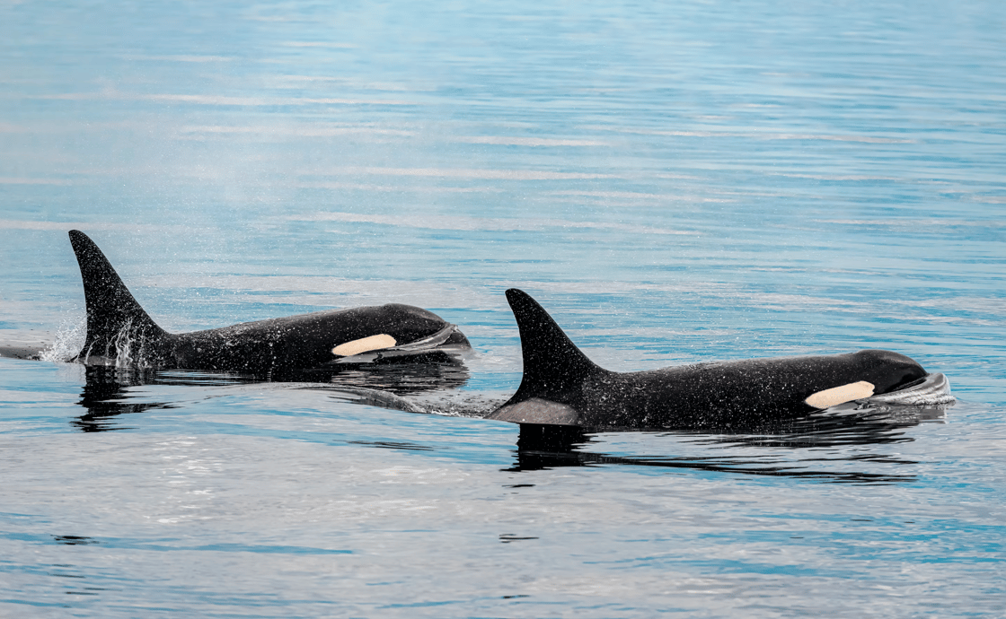 orca