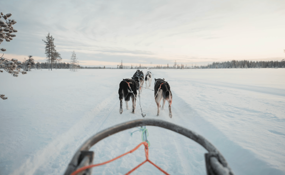 sleddog
