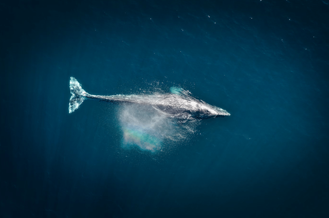 spermwhale