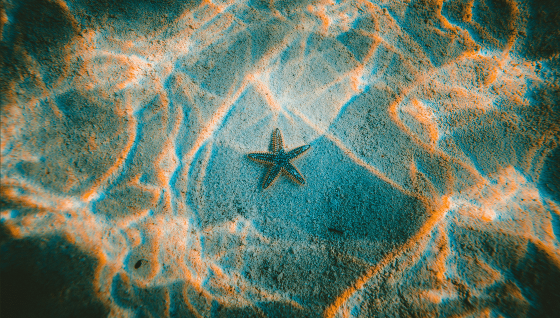 starfish
