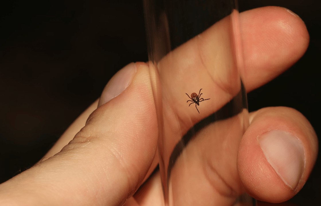 tick-1