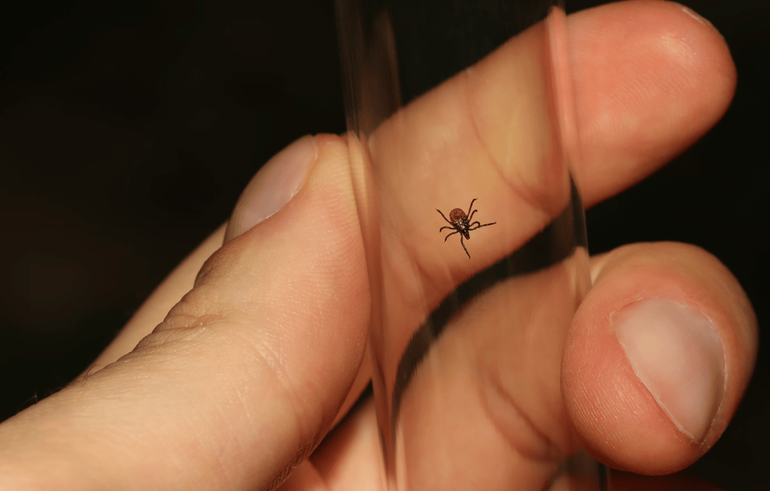 tick