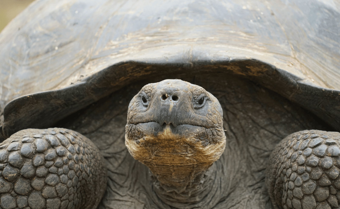 tortoise