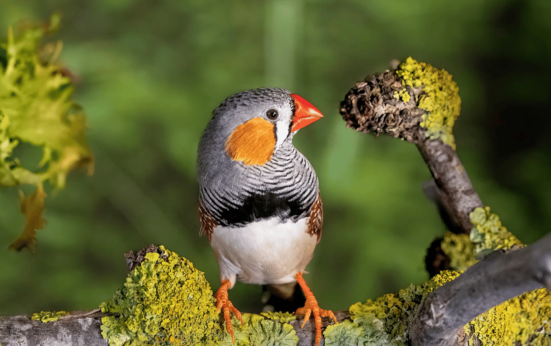 zebrafinch